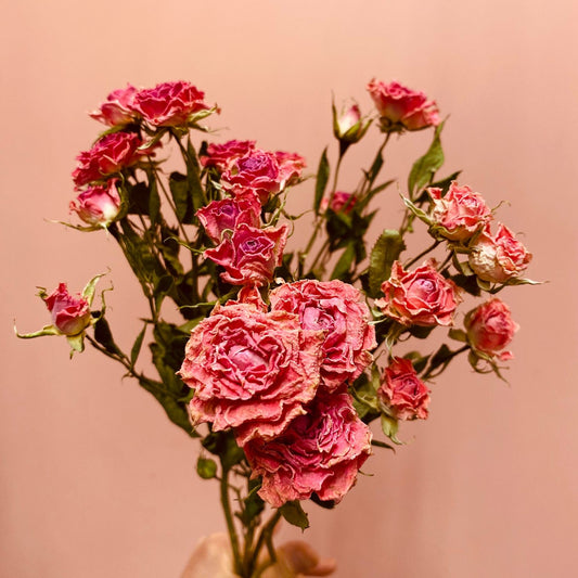 Miniature Roses - Odilia