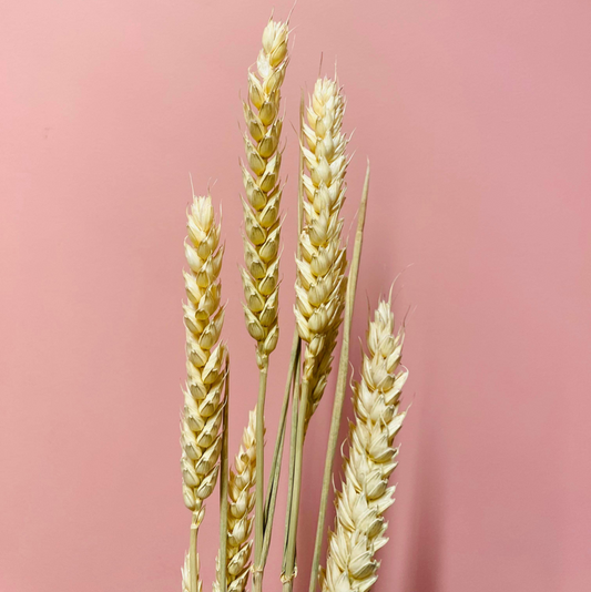 Tørkede Triticum