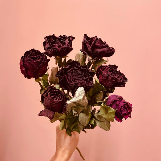 Roses - Burgundy