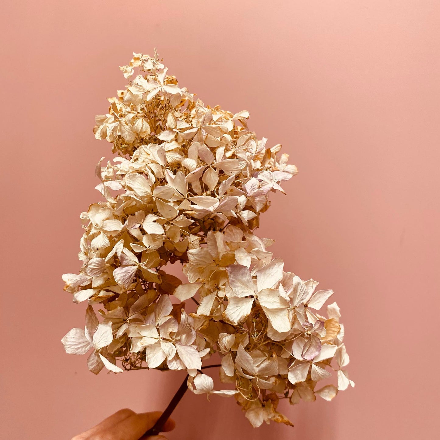 Hydrangea - Magic Pink