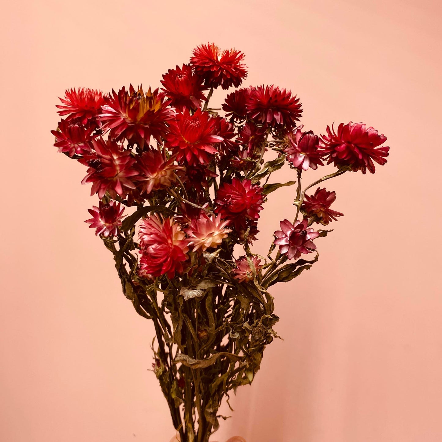 Helichrysum