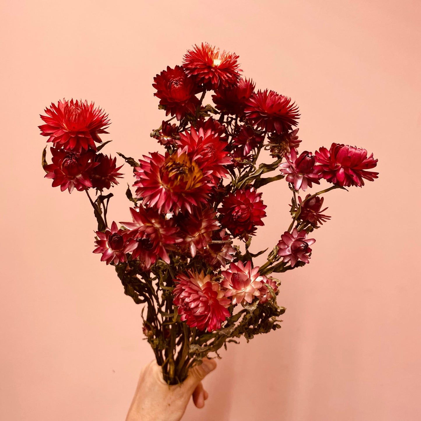 Helichrysum